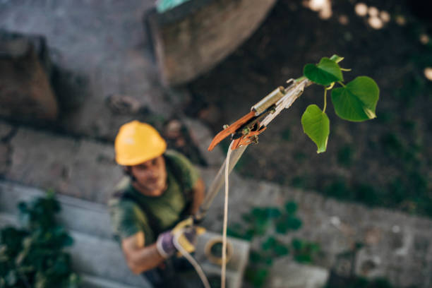 Tree Root Removal